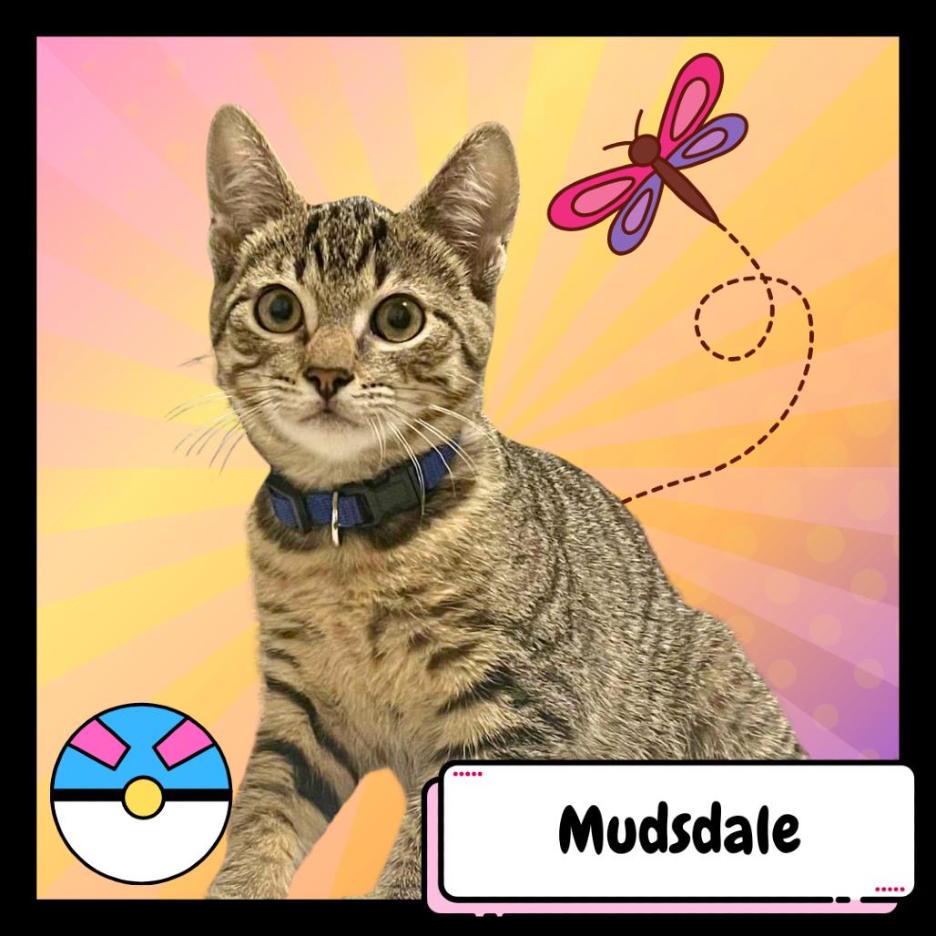 Mudsdale, a Adoptable Domestic Short Hair in Suisun City, CA image 2/6