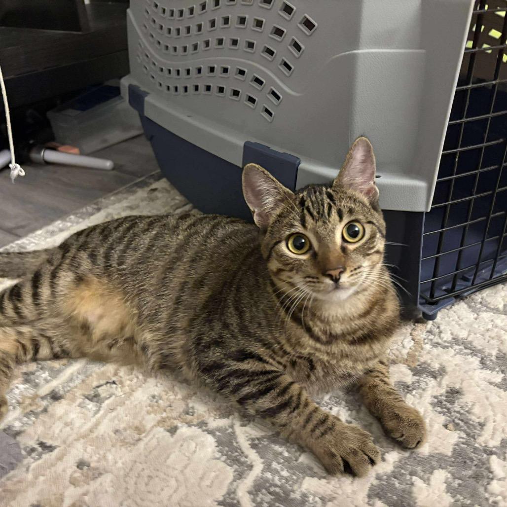 Mudsdale, a Adoptable Domestic Short Hair in Suisun City, CA image 3/6