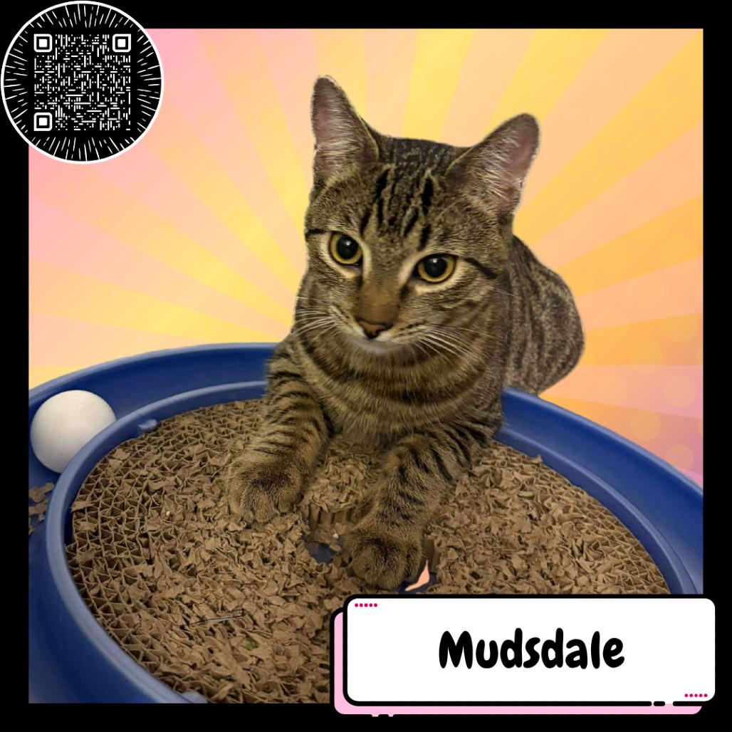 Mudsdale, a Adoptable Domestic Short Hair in Suisun City, CA image 4/6