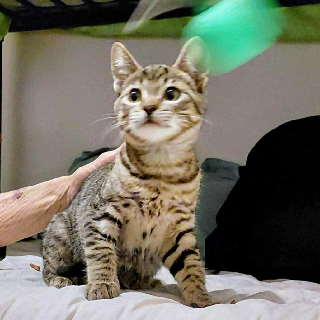 Mudsdale, a Adoptable Domestic Short Hair in Suisun City, CA image 5/6