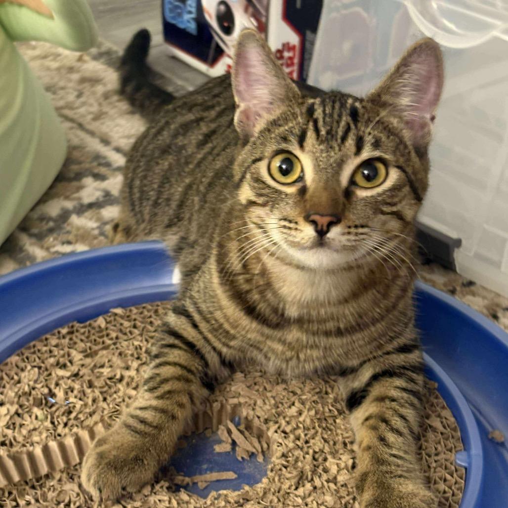 Mudsdale, a Adoptable Domestic Short Hair in Suisun City, CA image 6/6