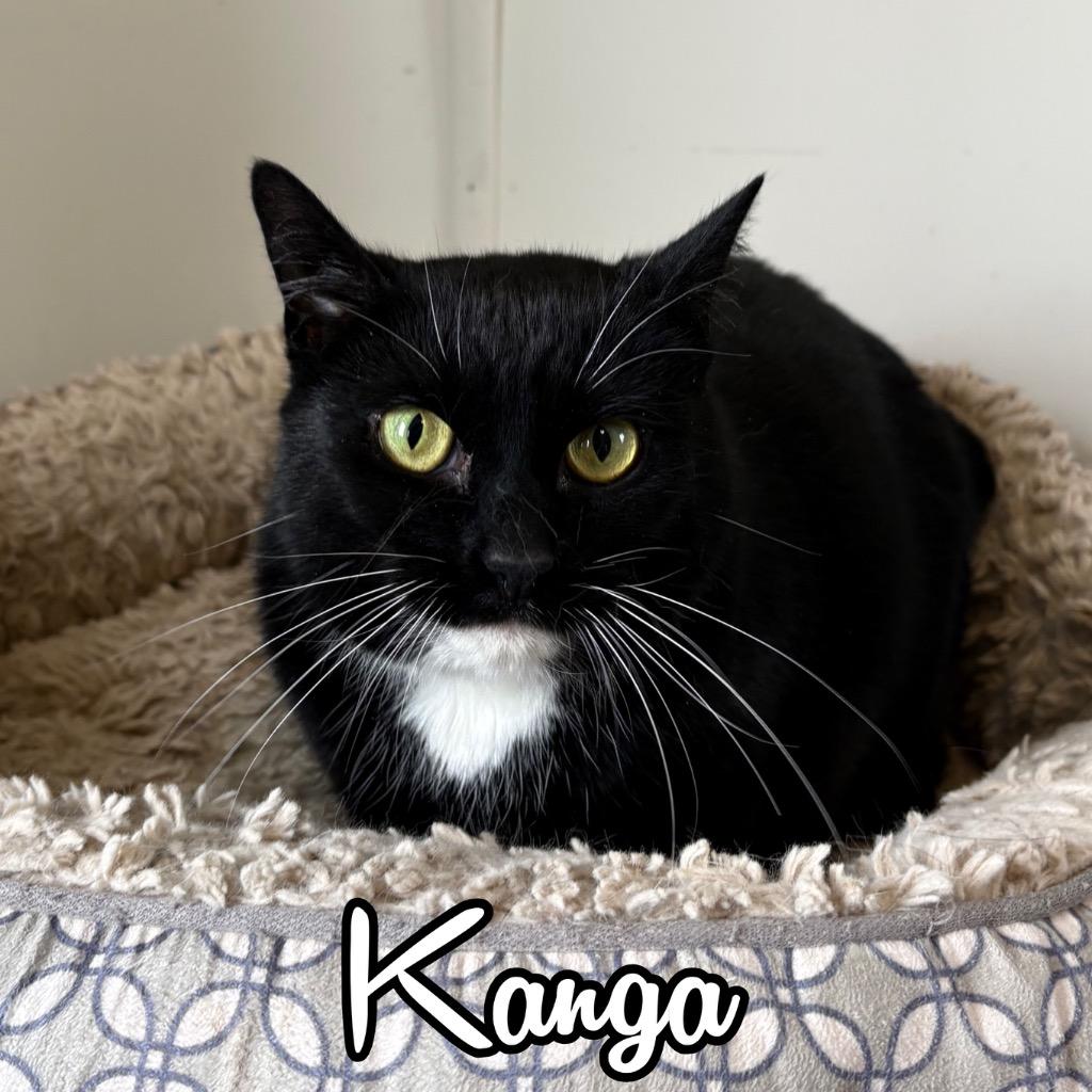 Enlarge Kanga, a Adoptable Domestic Short Hair in Hillsboro, OH image 1/2