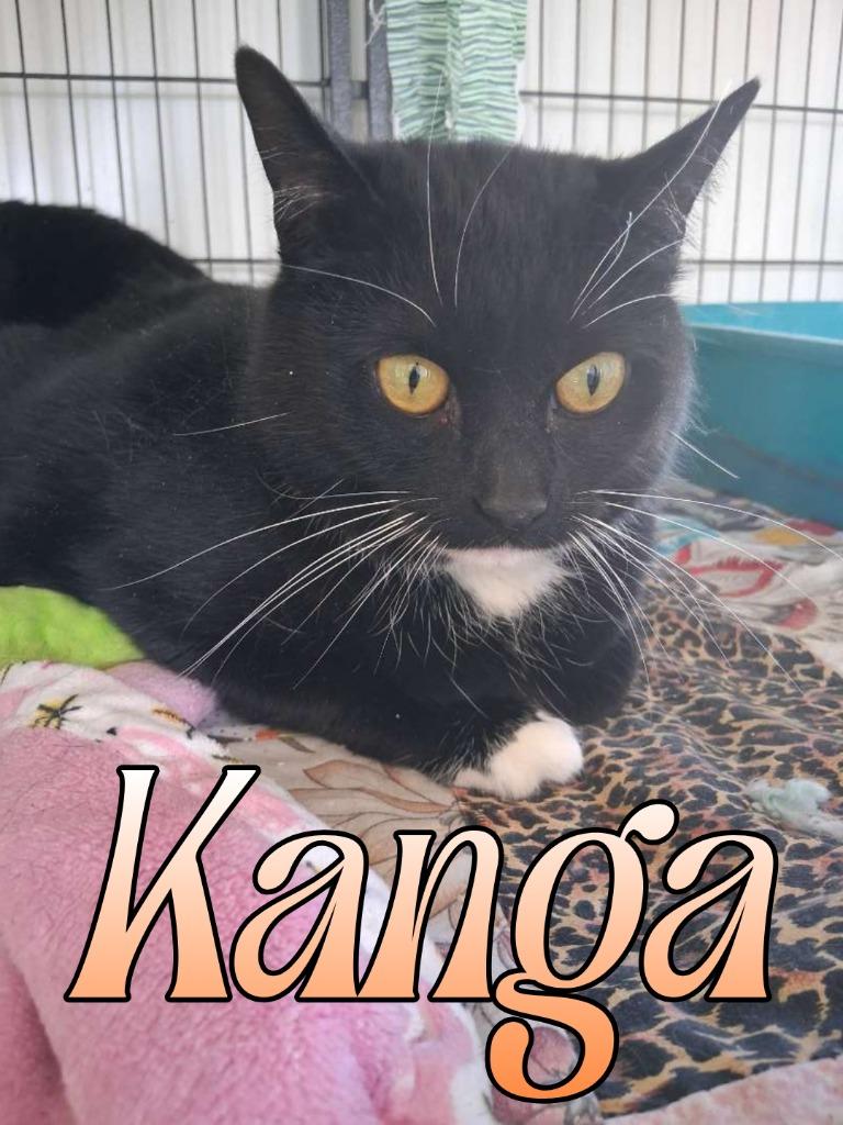 Enlarge Kanga, a Adoptable Domestic Short Hair in Hillsboro, OH image 2/2