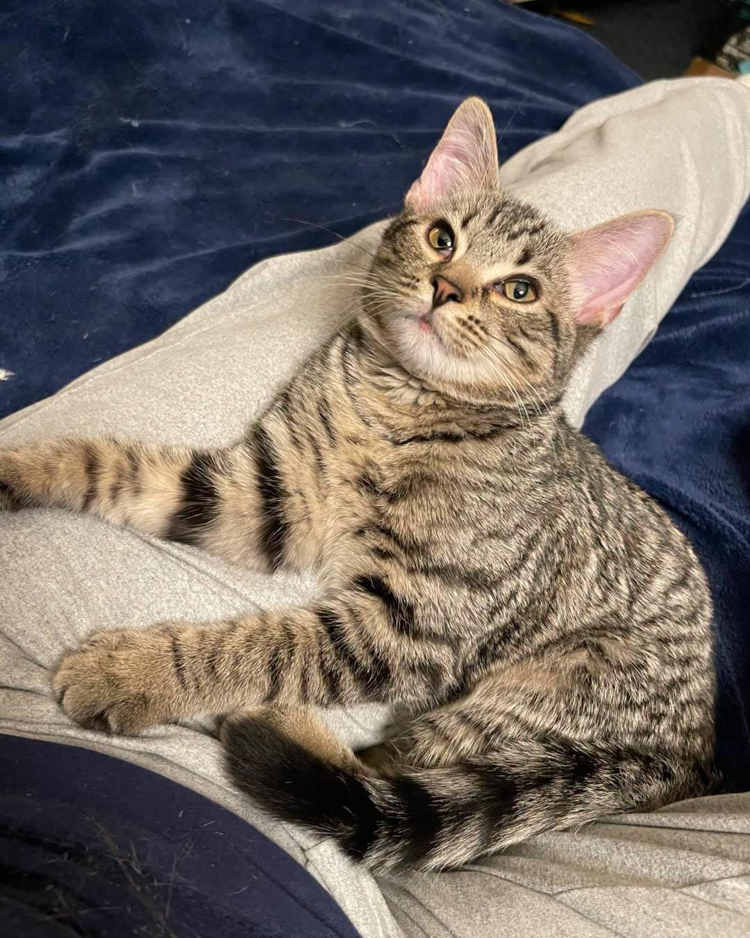 Callista, Adoptable, Kitten Female Domestic Short Hair.
