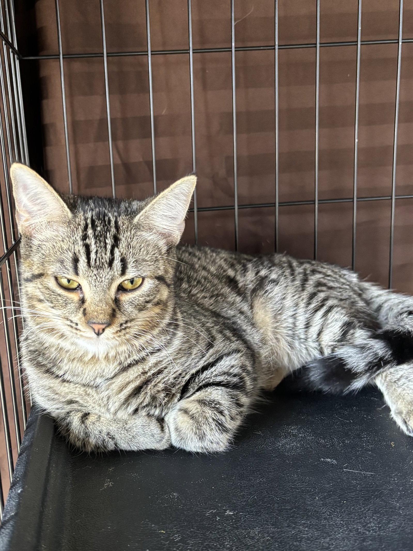 Enlarge Callista, a Adoptable Domestic Short Hair in Oakboro , NC image 3/3
