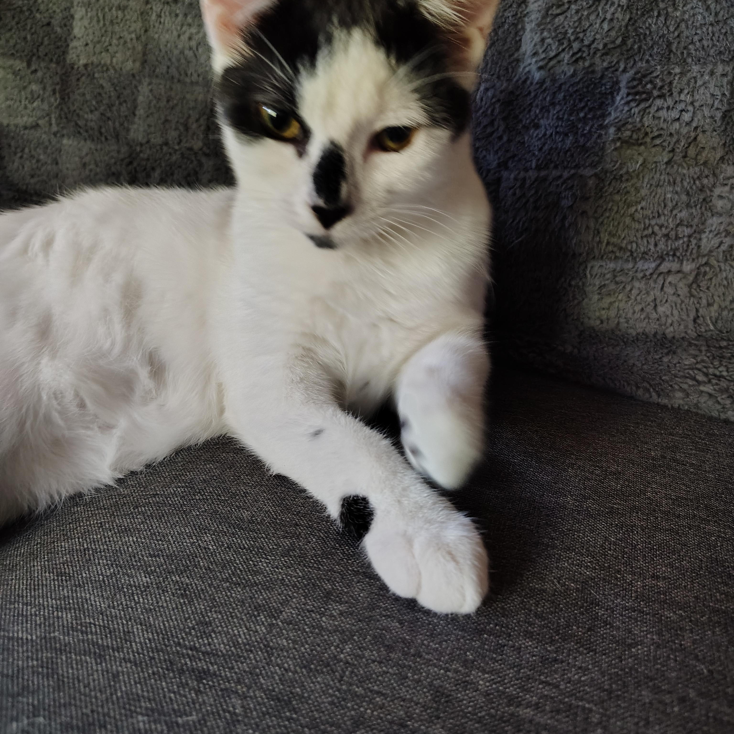 Enlarge Snacks, a Adoptable Domestic Short Hair in Sewell, NJ image 3/6