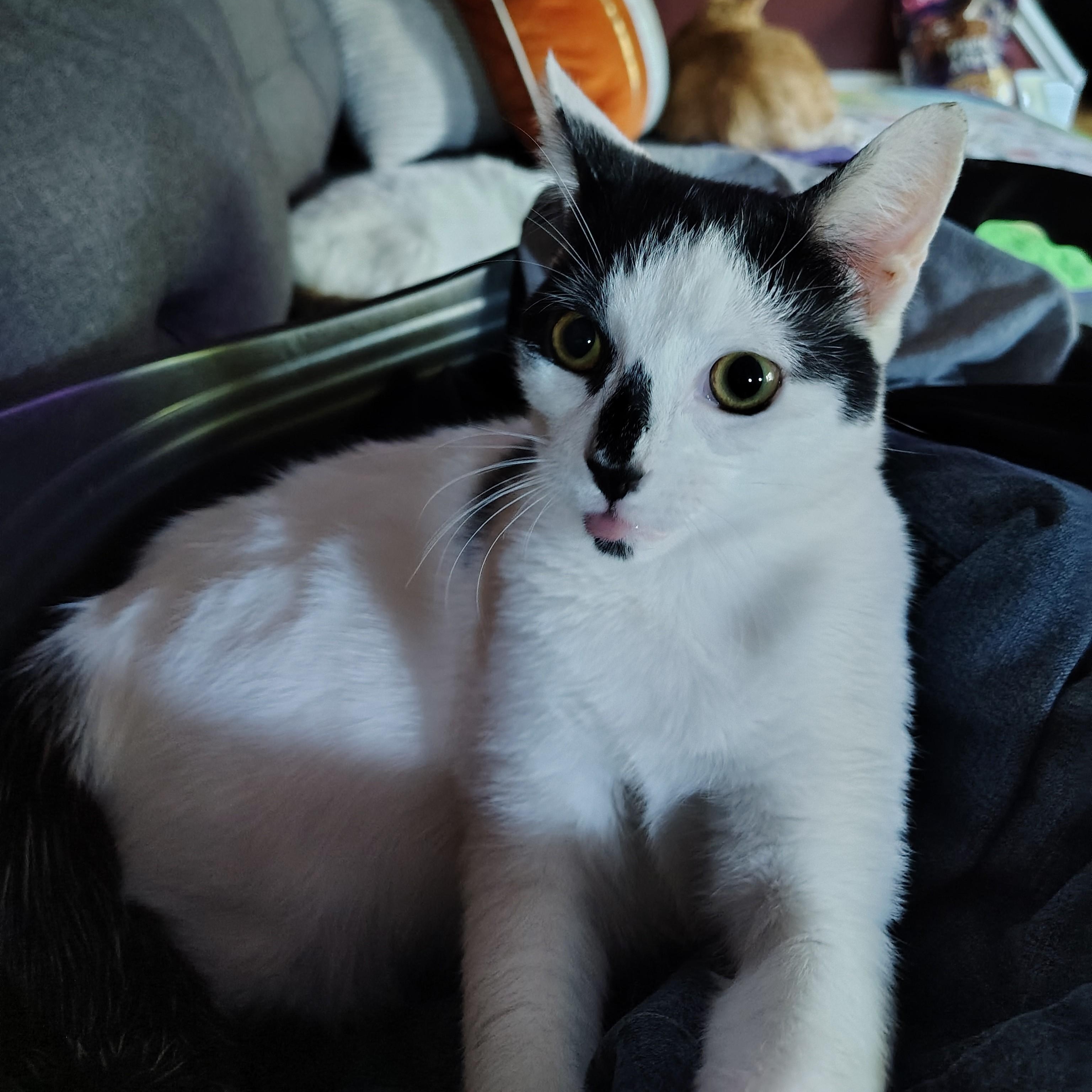 Enlarge Snacks, a Adoptable Domestic Short Hair in Sewell, NJ image 4/6