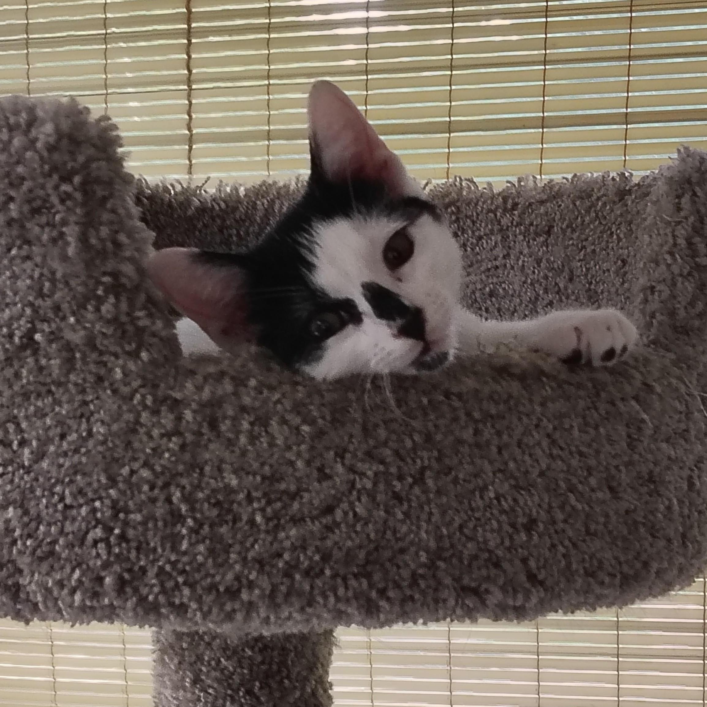 Enlarge Snacks, a Adoptable Domestic Short Hair in Sewell, NJ image 5/6