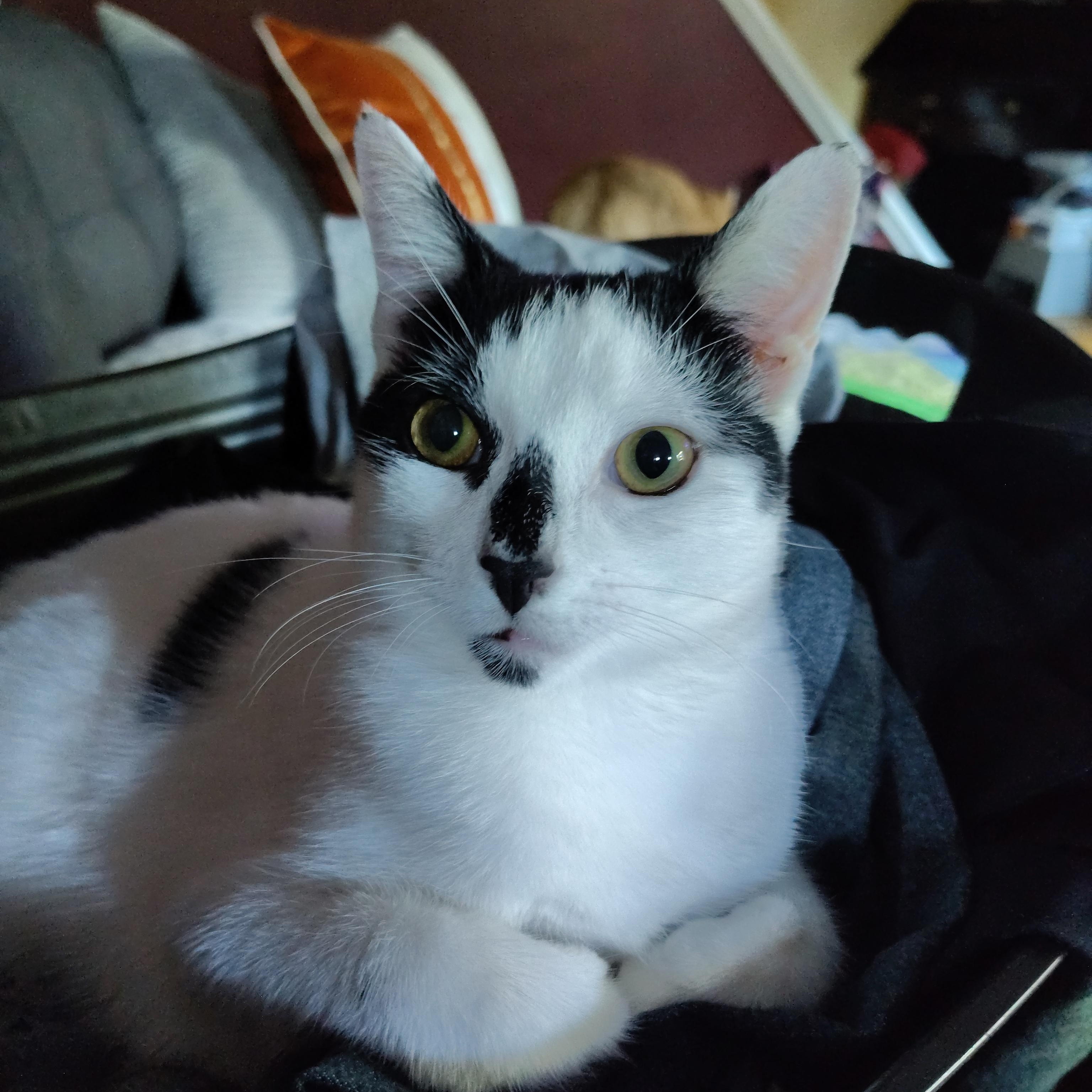 Snacks, Adoptable, Kitten Female Domestic Short Hair.