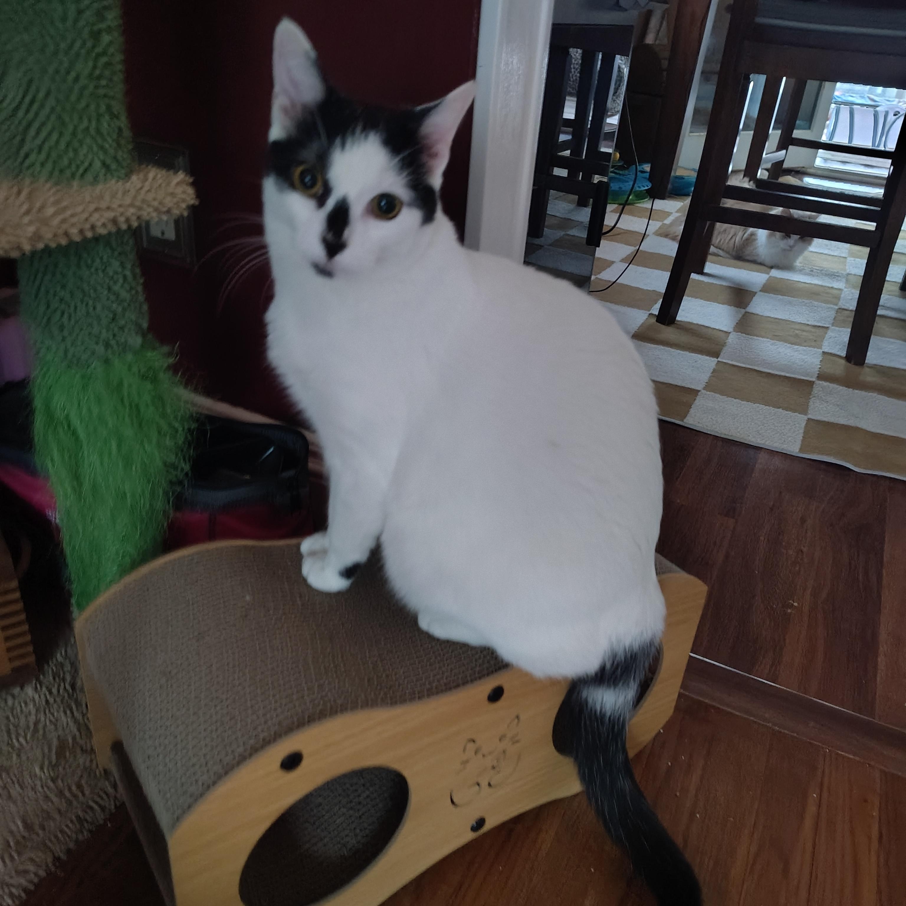 Enlarge Snacks, a Adoptable Domestic Short Hair in Sewell, NJ image 2/5