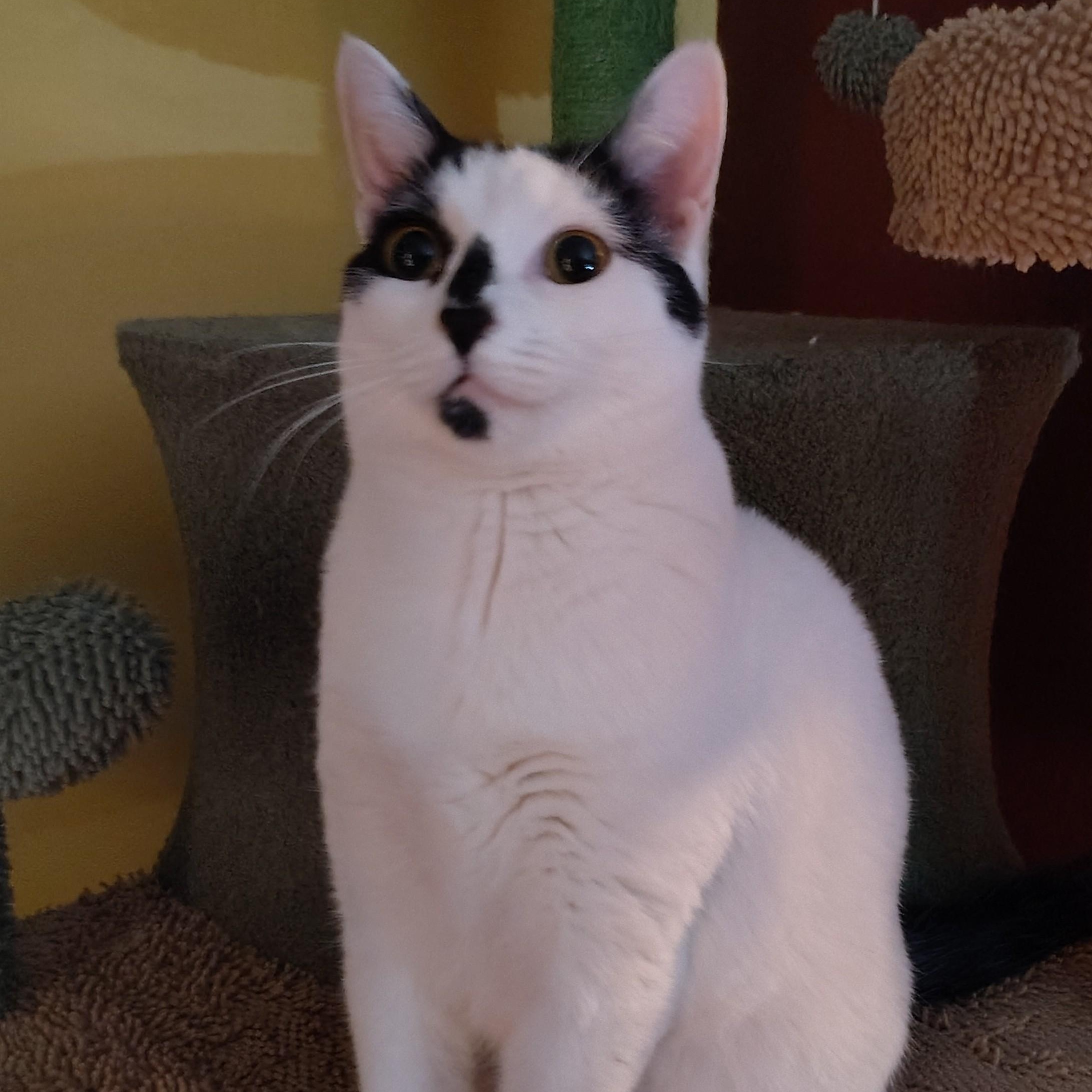 Snacks, Adoptable, Kitten Female Domestic Short Hair.