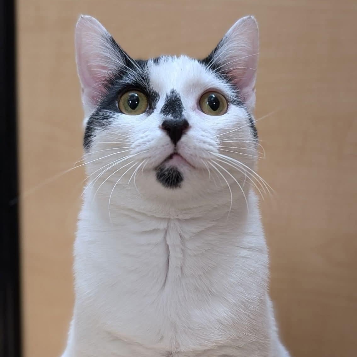 Enlarge Snacks, a Adoptable Domestic Short Hair in Sewell, NJ image 1/6