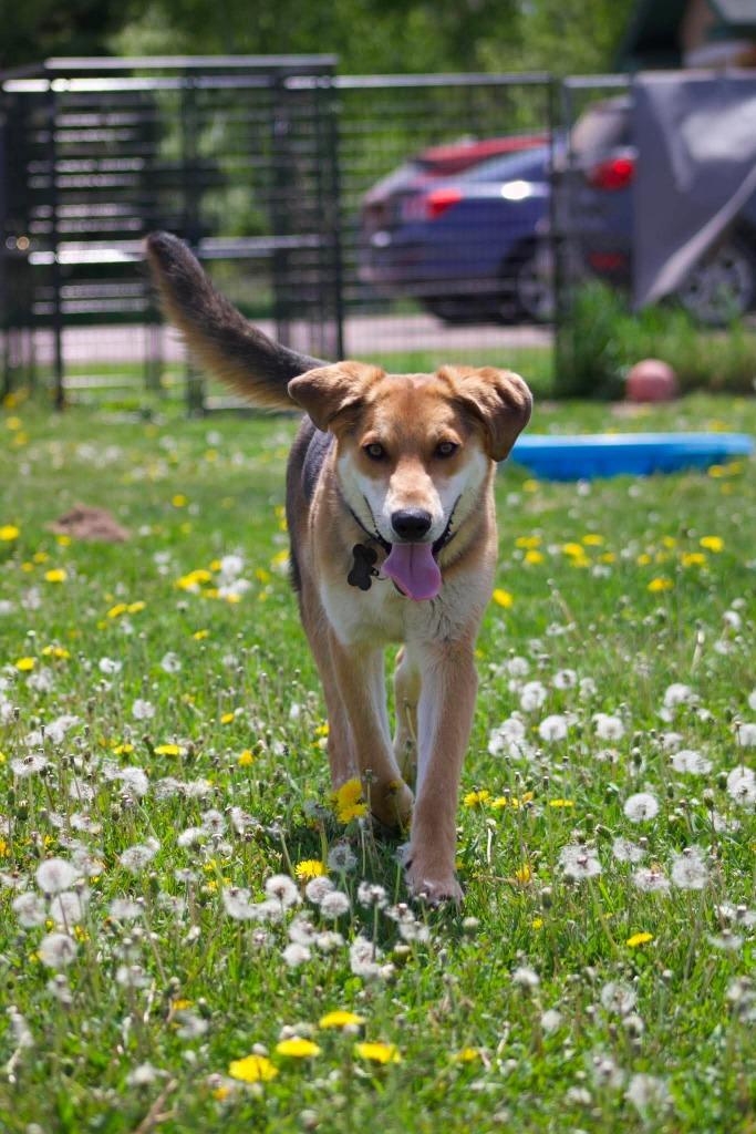 O3 Ryan, a Adoptable mixed breed in Ashland, WI image 1/6