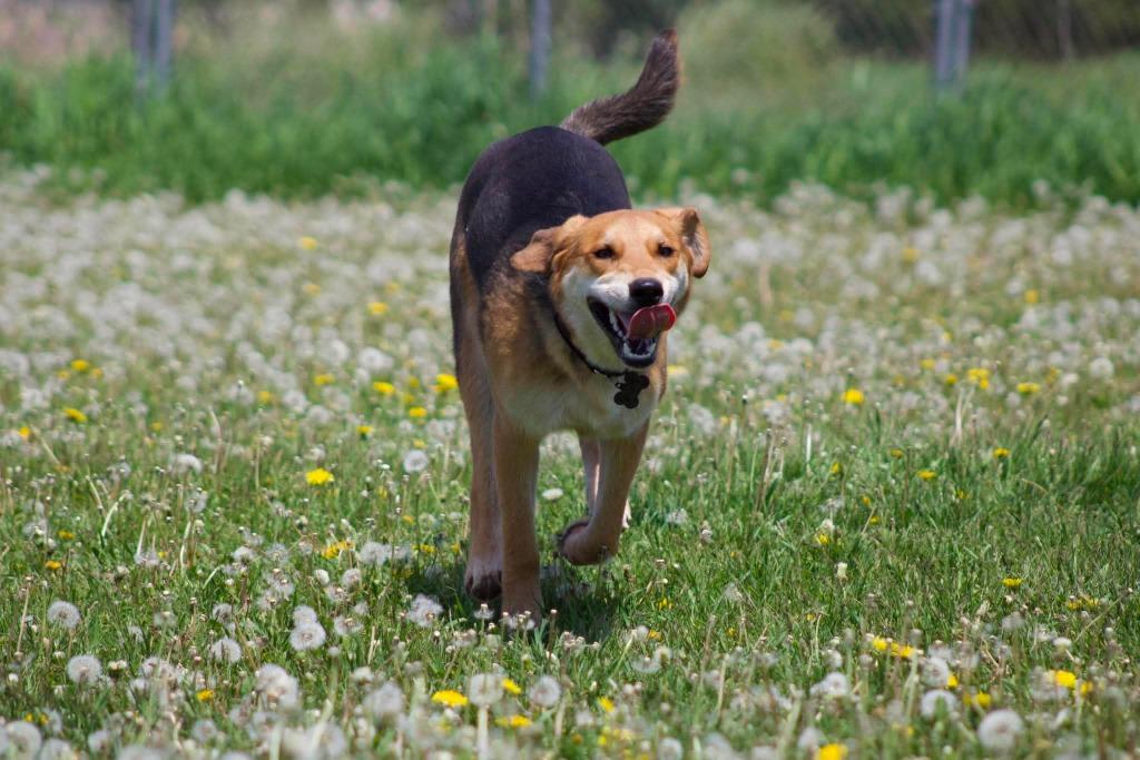 O3 Ryan, a Adoptable mixed breed in Ashland, WI image 3/6