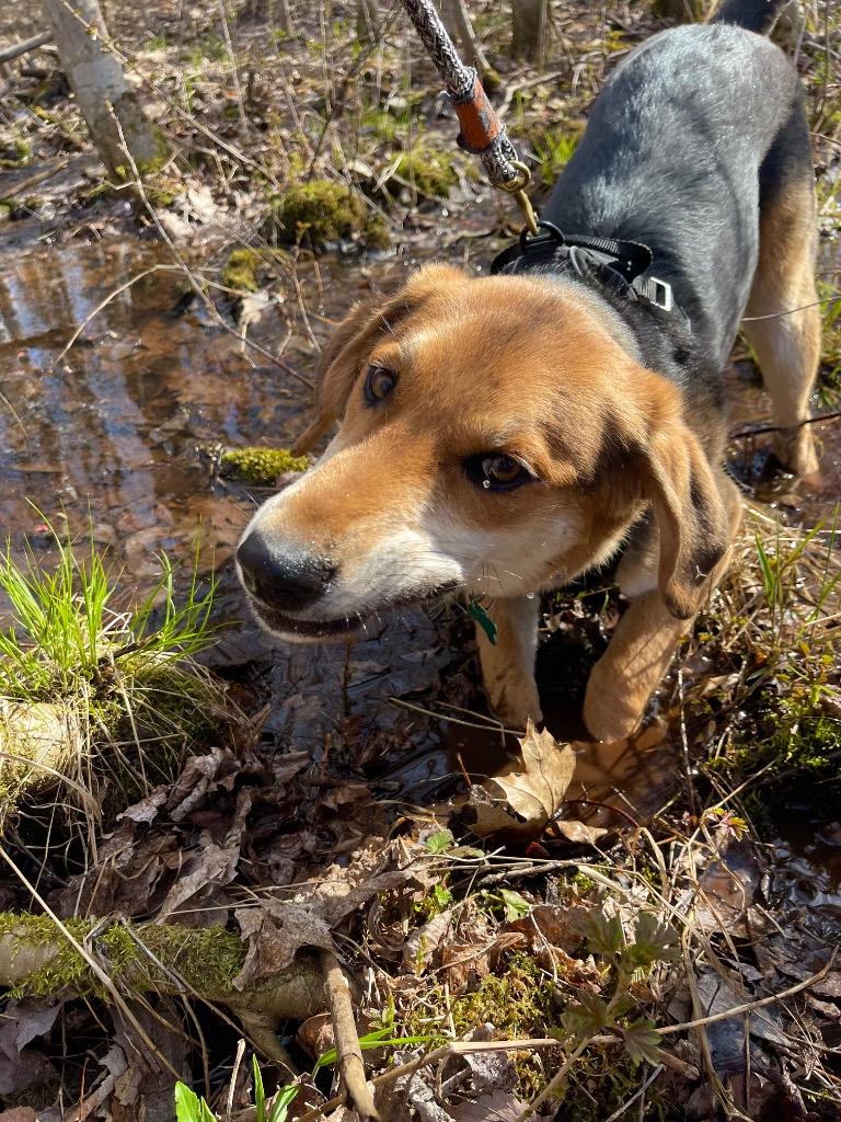 O3 Ryan, a Adoptable mixed breed in Ashland, WI image 4/6