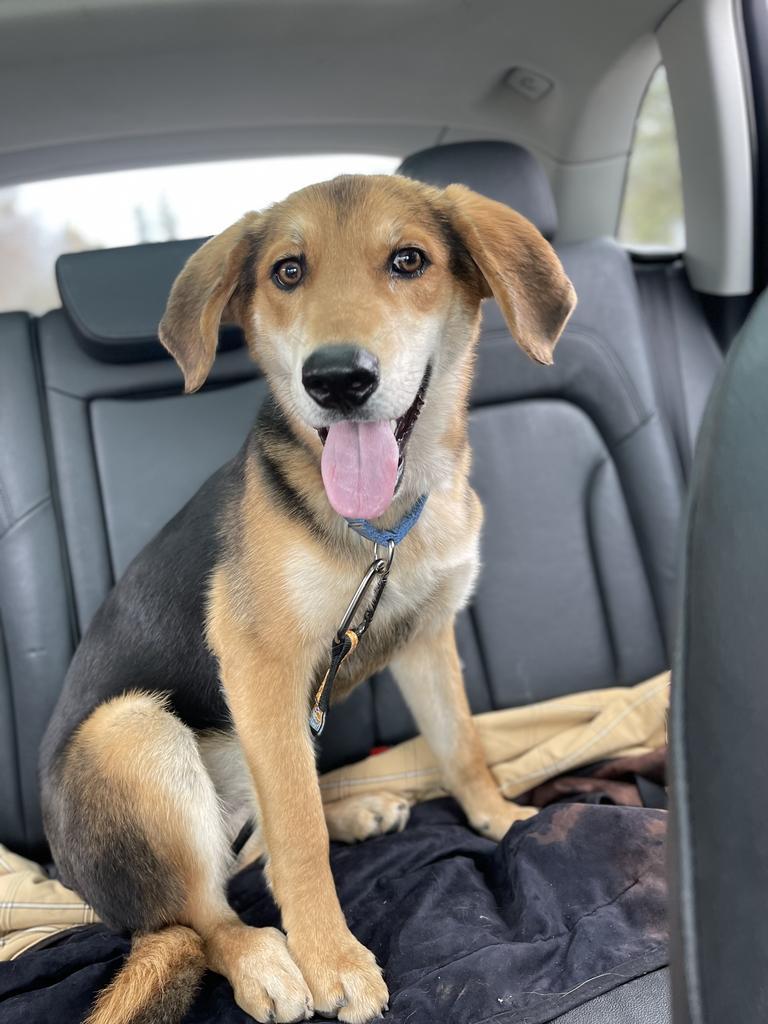 O3 Ryan, a Adoptable mixed breed in Ashland, WI image 4/6