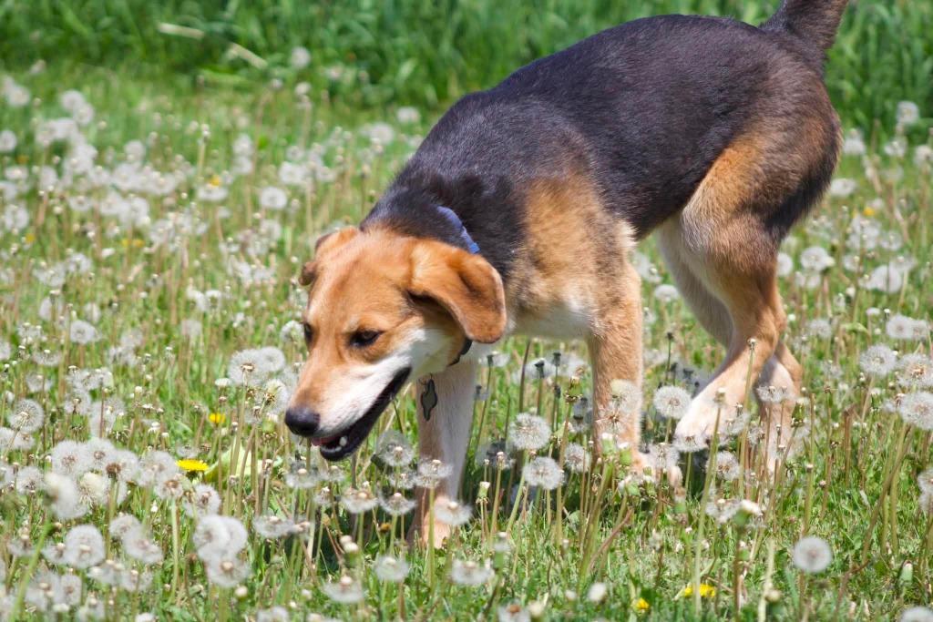 O3 Ryan, a Adoptable mixed breed in Ashland, WI image 6/6