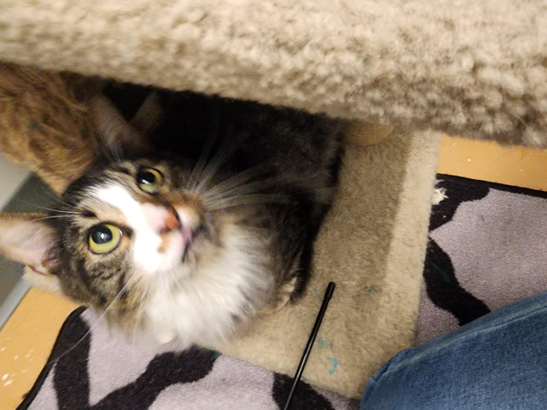Oakley, an adoptable Domestic Medium Hair in Allen, TX image 3/6