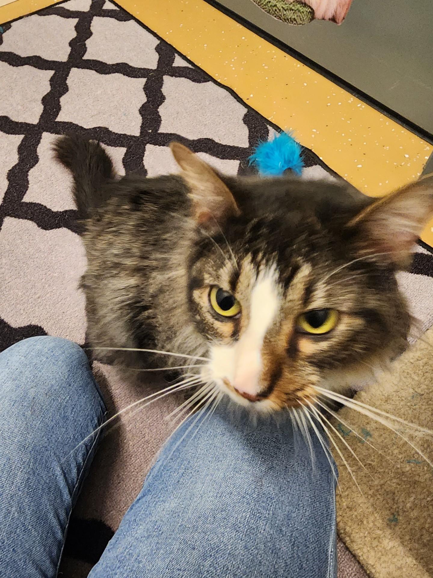 Oakley, an adoptable Domestic Medium Hair in Allen, TX image 4/6