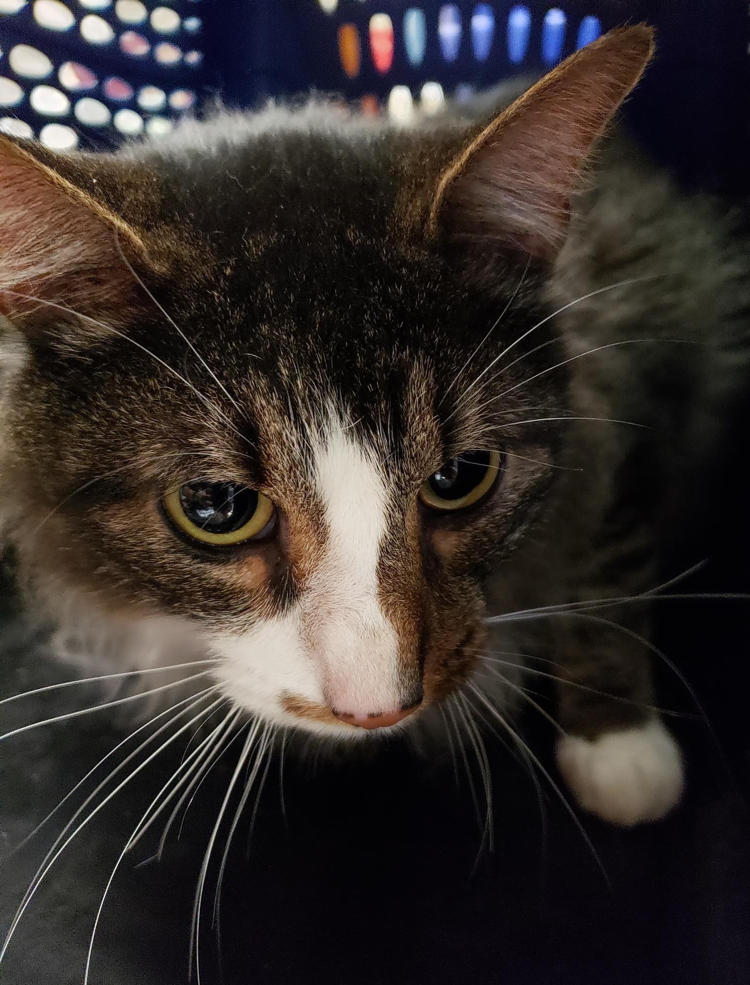 Oakley, adoptable, Adult Male Domestic Medium Hair.