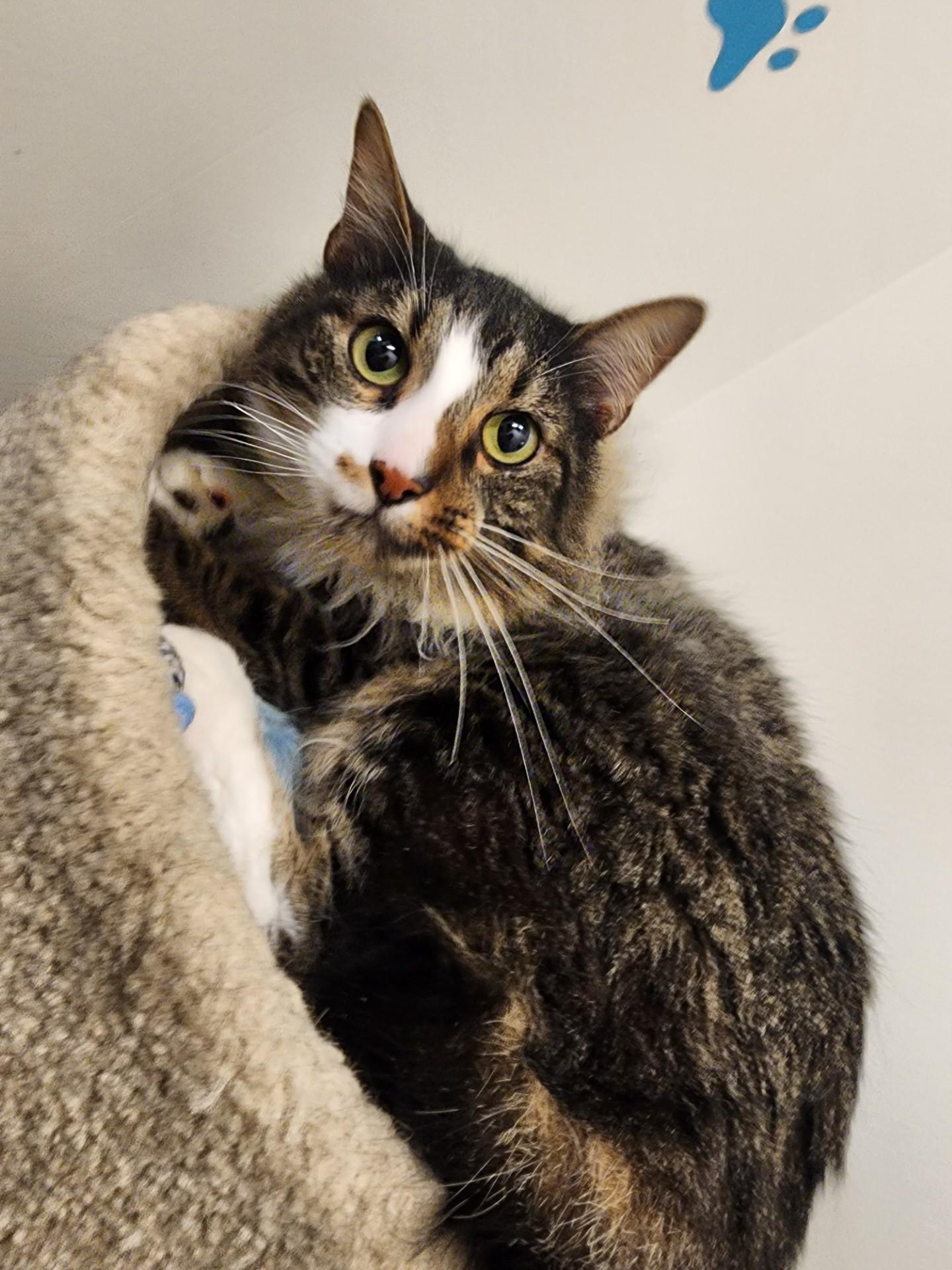 Oakley, an adoptable Domestic Medium Hair in Allen, TX image 5/6
