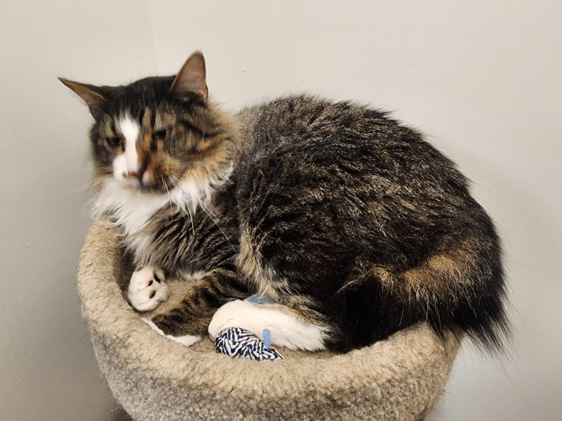 Oakley, an adoptable Domestic Medium Hair in Allen, TX image 2/6