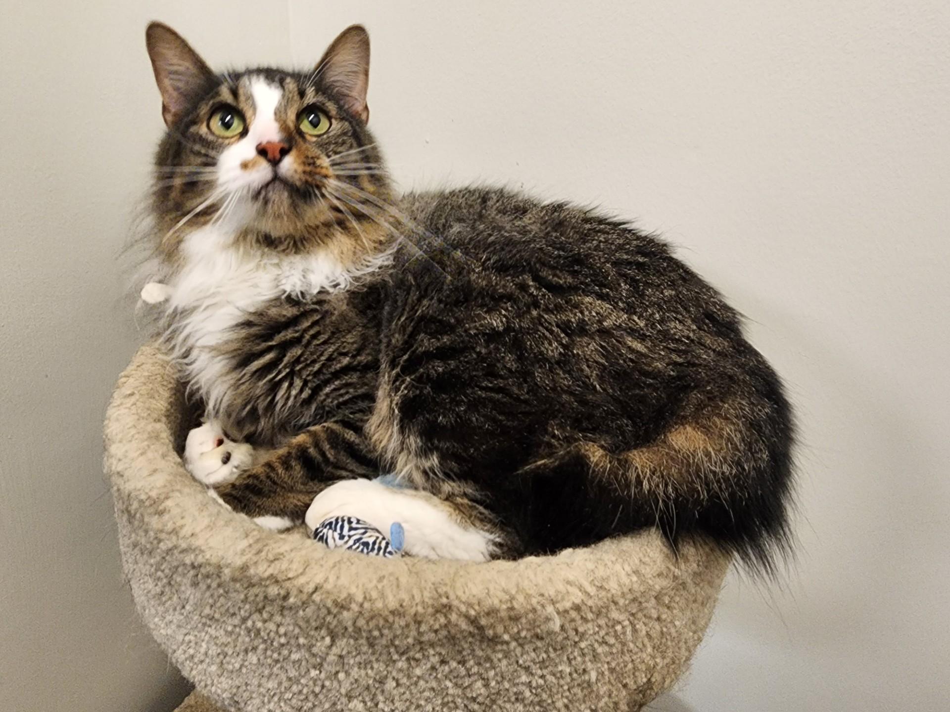Oakley, an adoptable Domestic Medium Hair in Allen, TX image 1/6