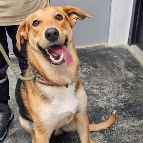 Leroy, Adoptable, Young Male Shepherd.