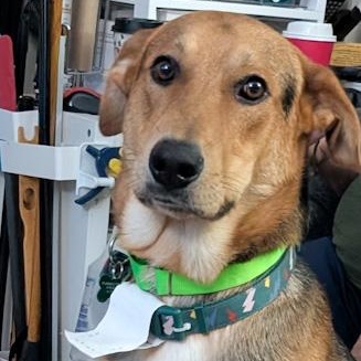Enlarge Leroy, a Adoptable mixed breed in Toledo, OH image 2/2