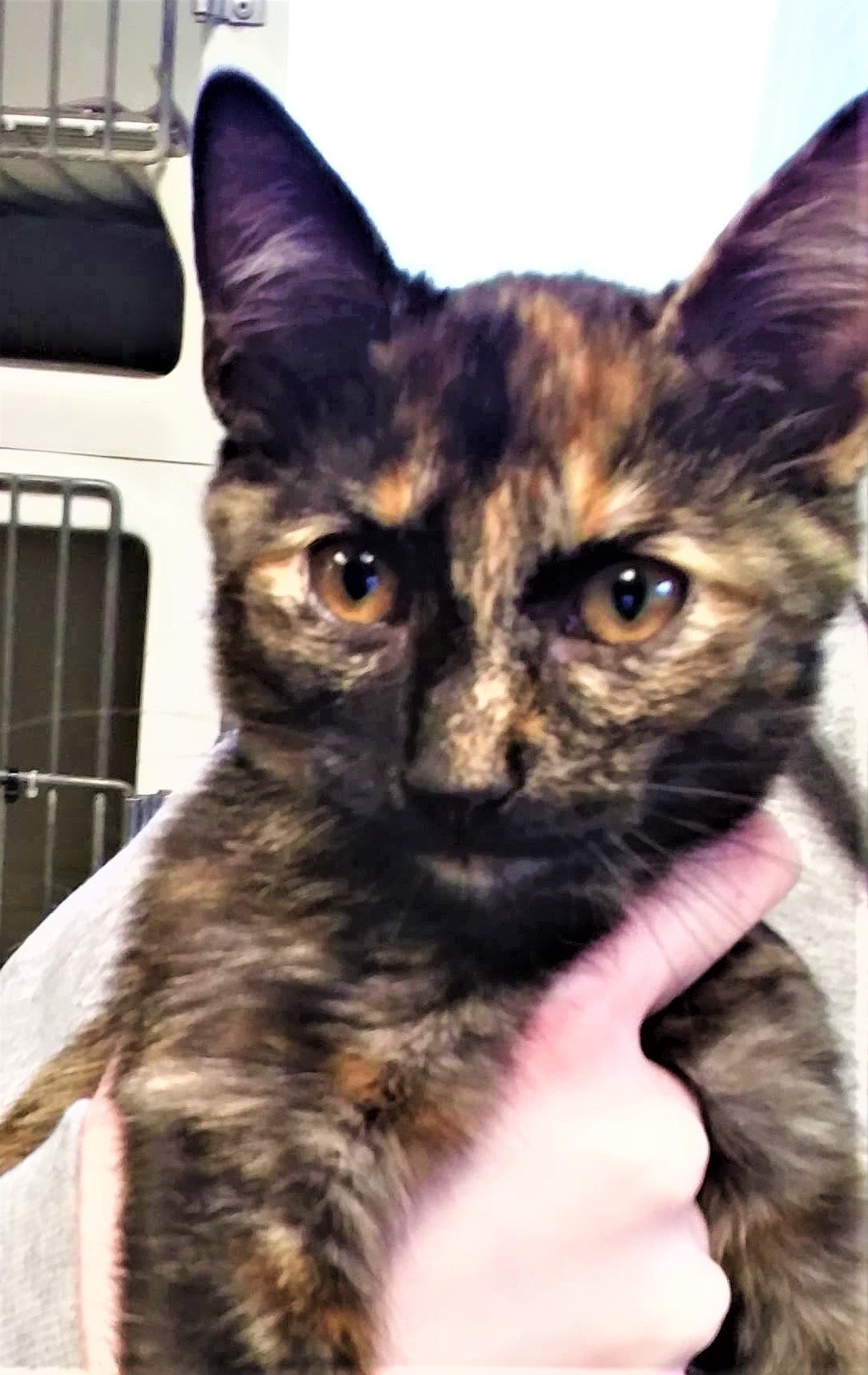 Enlarge Adele, a Adoptable mixed breed in Robinson, IL image 1/1