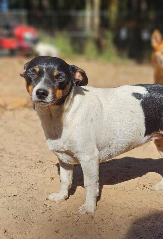 Enlarge BB, a Adoptable mixed breed in Nokomis, FL image 1/1