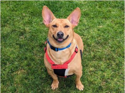 MINNOW, a Adoptable Pembroke Welsh Corgi in San Clemente, CA image 2/2