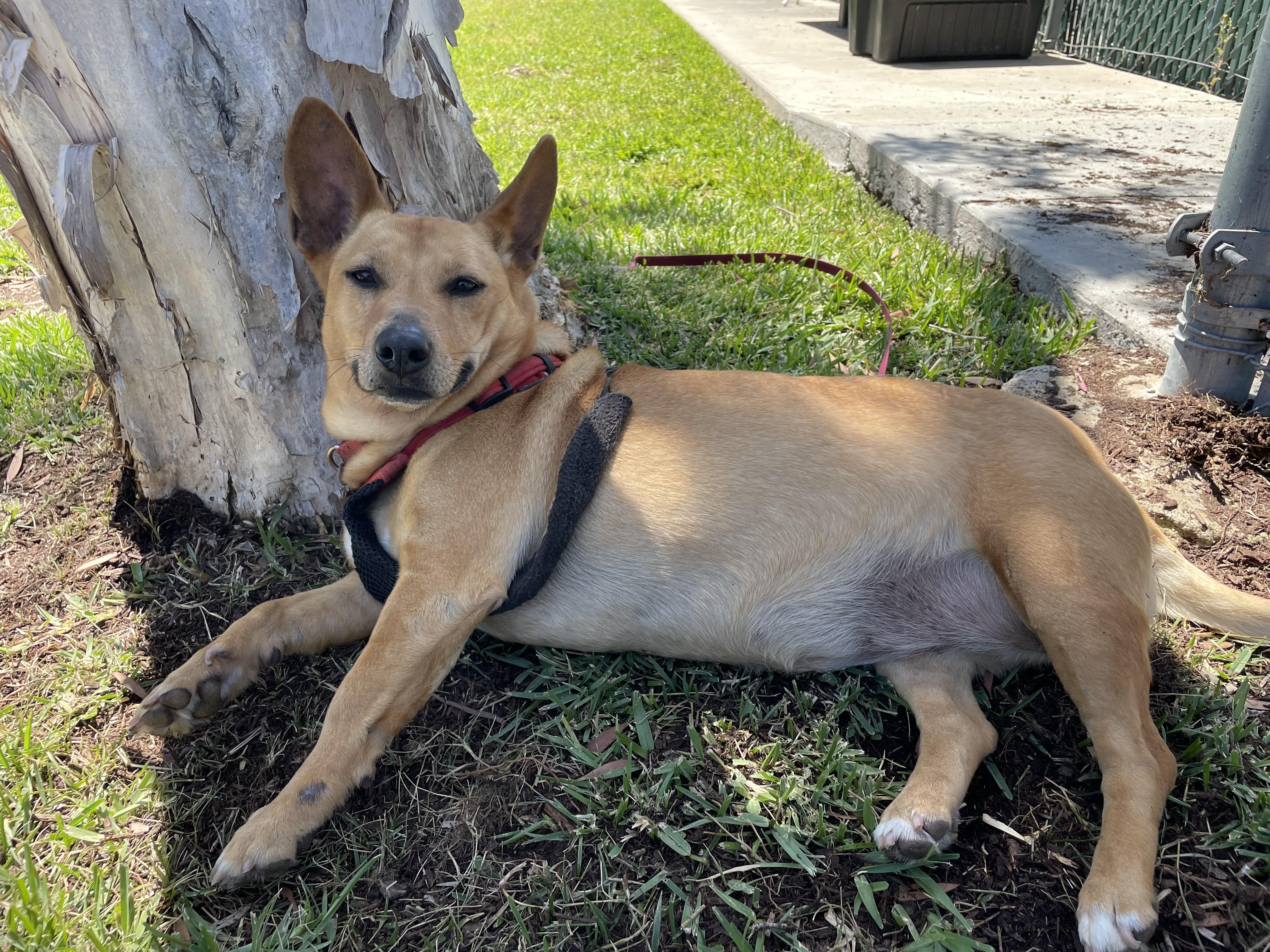 MINNOW, a Adoptable Pembroke Welsh Corgi in San Clemente, CA image 3/4