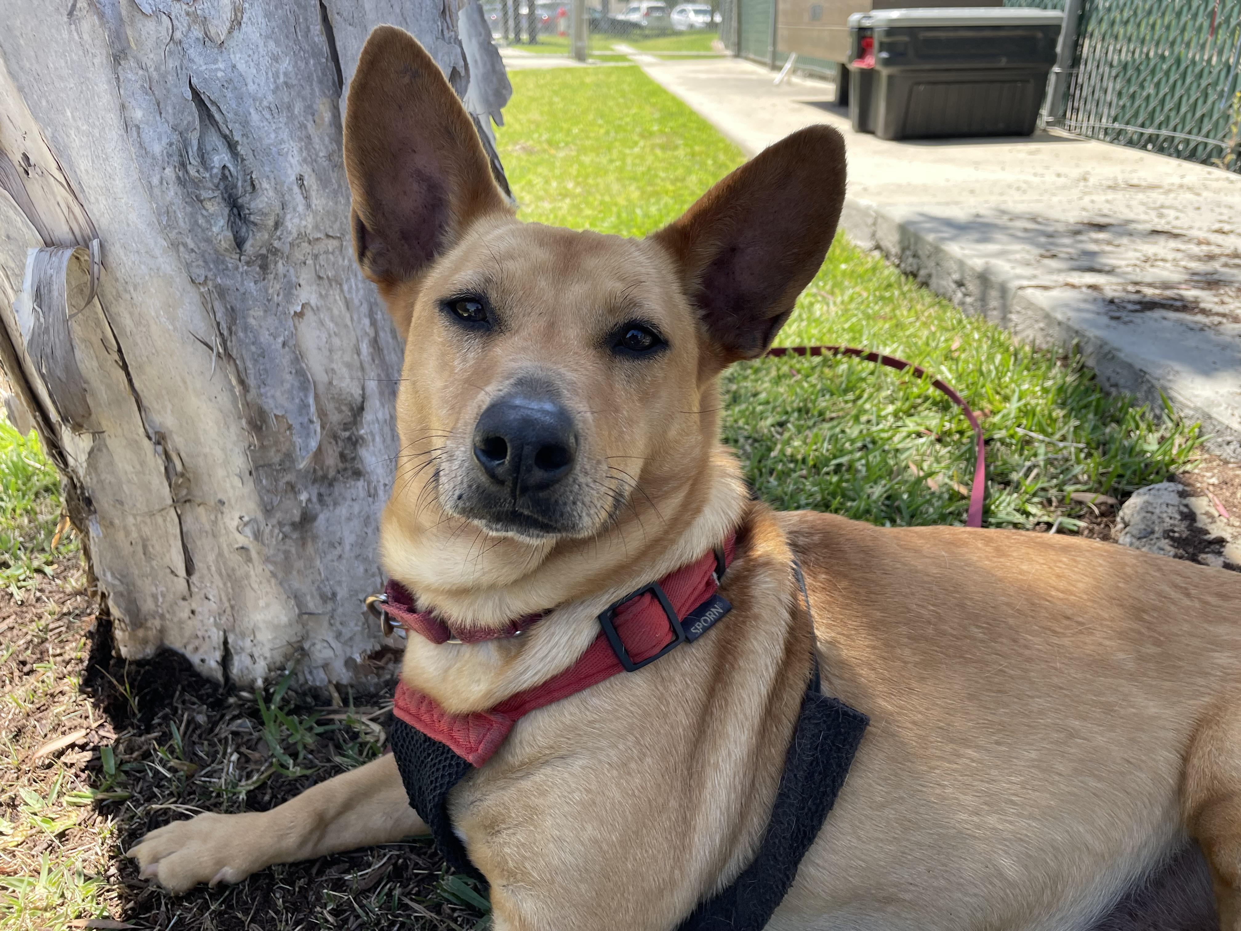 MINNOW, a Adoptable Pembroke Welsh Corgi in San Clemente, CA image 4/4