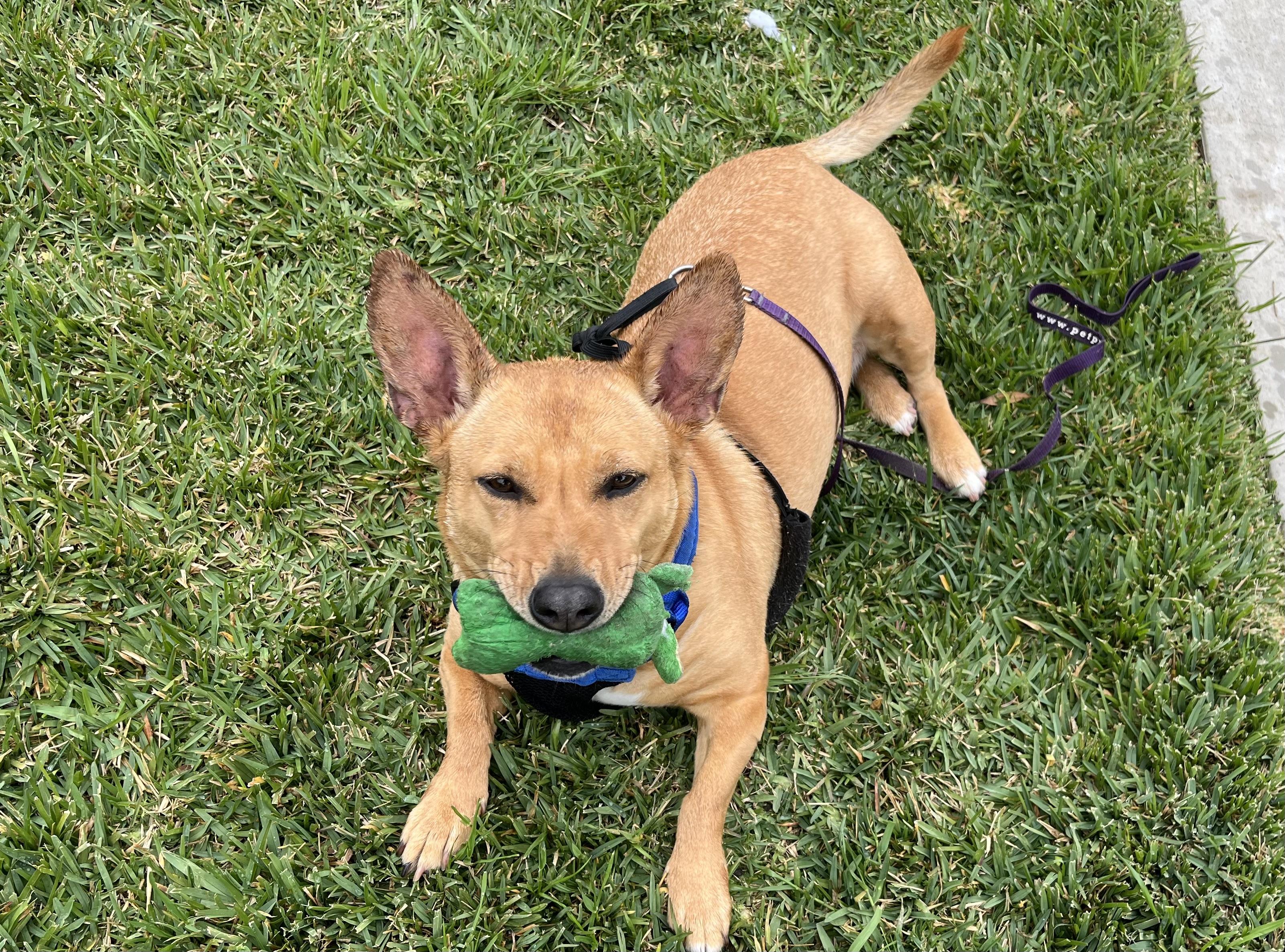MINNOW, a Adoptable Pembroke Welsh Corgi in San Clemente, CA image 1/2
