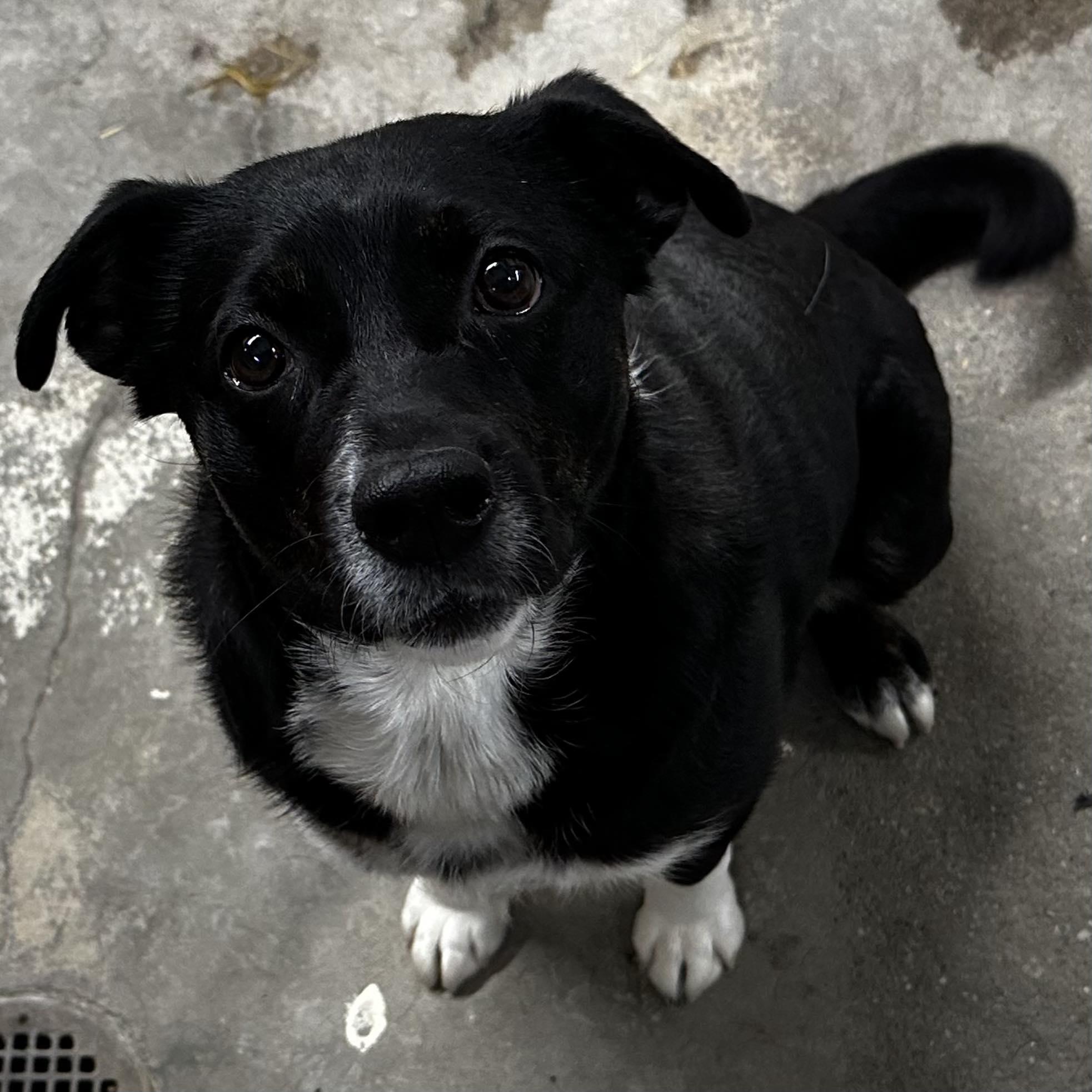 Enlarge Linden, a Adoptable mixed breed in Portsmouth, OH image 1/3