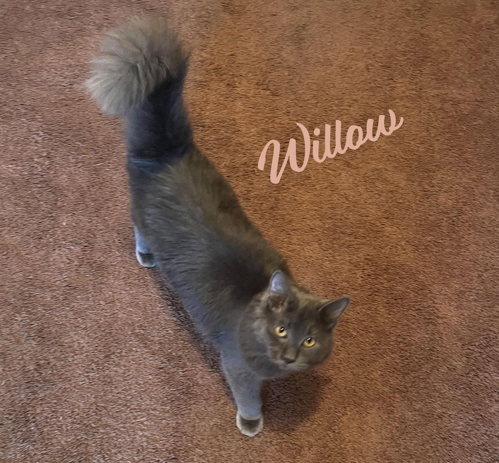 Willow Fluffysweetheart