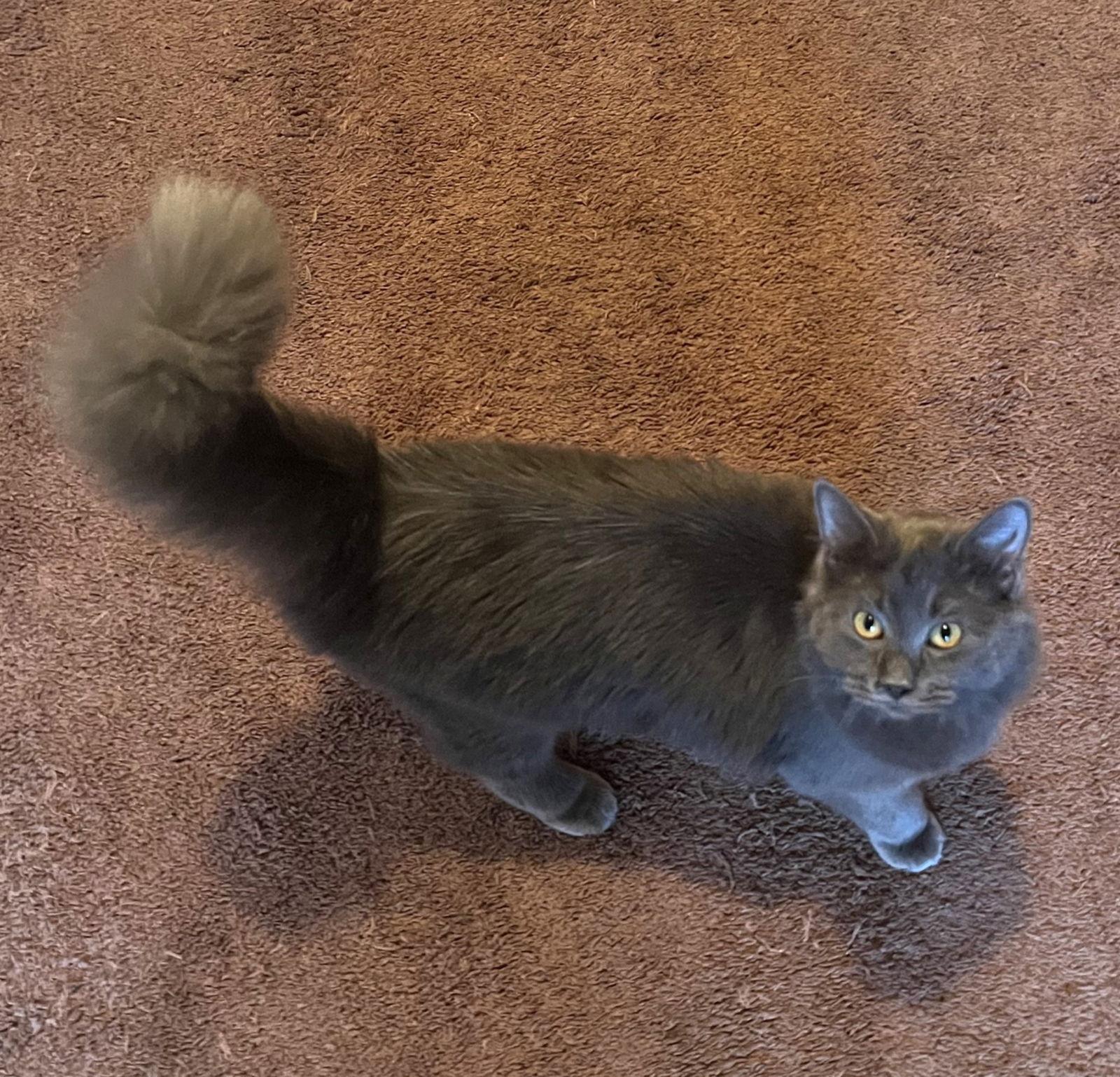 Willow Fluffysweetheart thumbnail 3