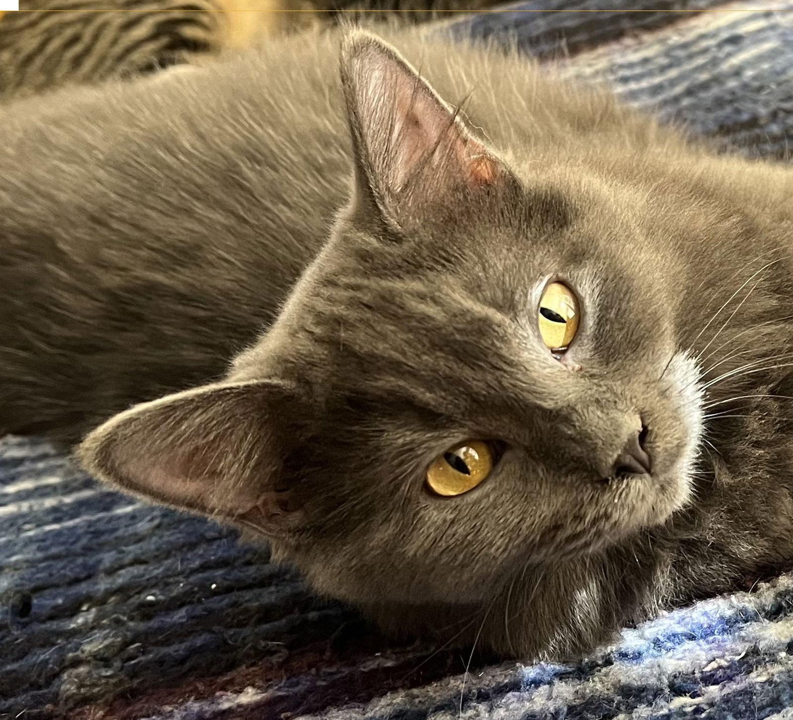 Willow Fluffysweetheart thumbnail 4