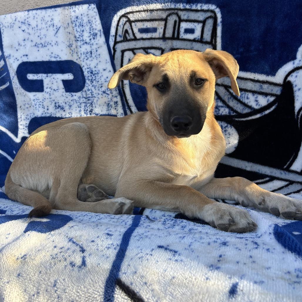 Lorne, Adoptable, Puppy Male German Shepherd Dog & Mixed Breed.