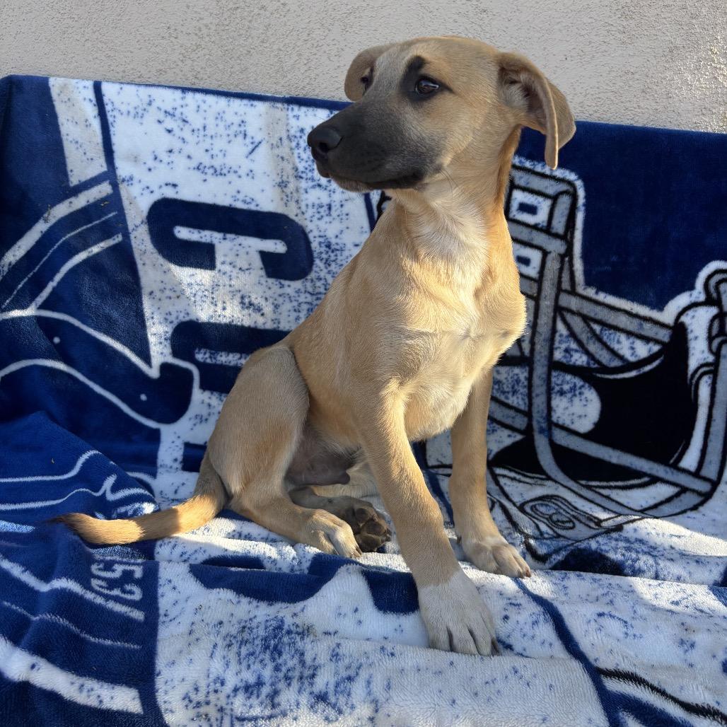 Enlarge Lorne, a Adoptable mixed breed in Tucson, AZ image 2/2