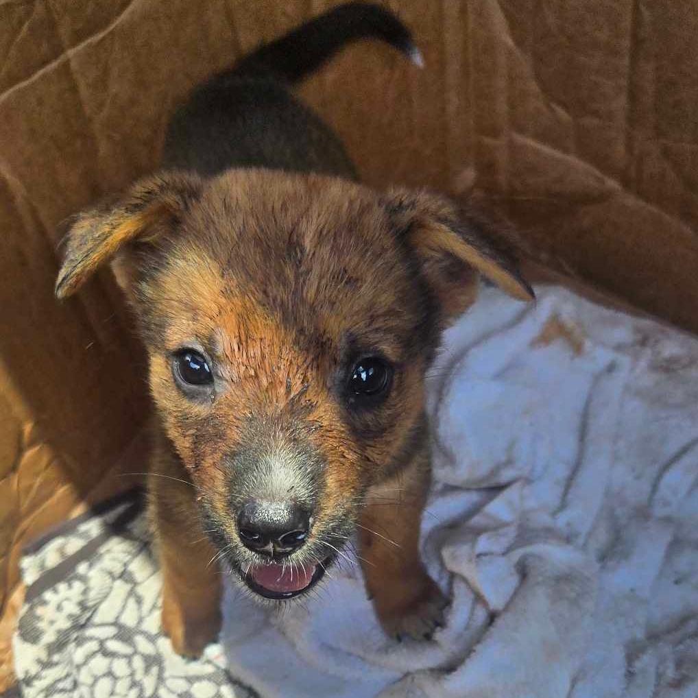 Waylon, a Adoptable mixed breed in Tylertown, MS image 1/2