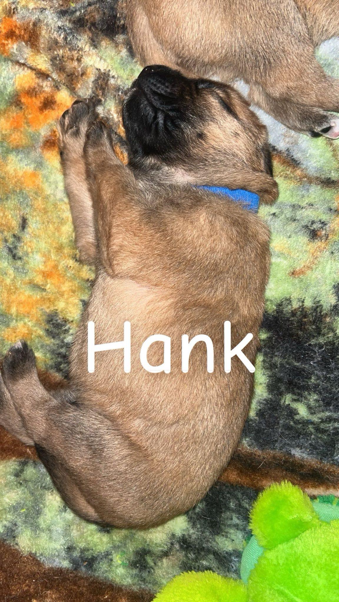Enlarge HANK, an adopted Black Mouth Cur in East Flat Rock, NC image 5/5