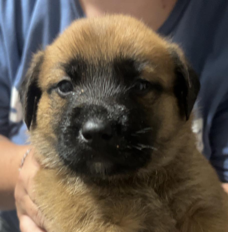 Enlarge HANK, an adopted Black Mouth Cur in East Flat Rock, NC image 2/5