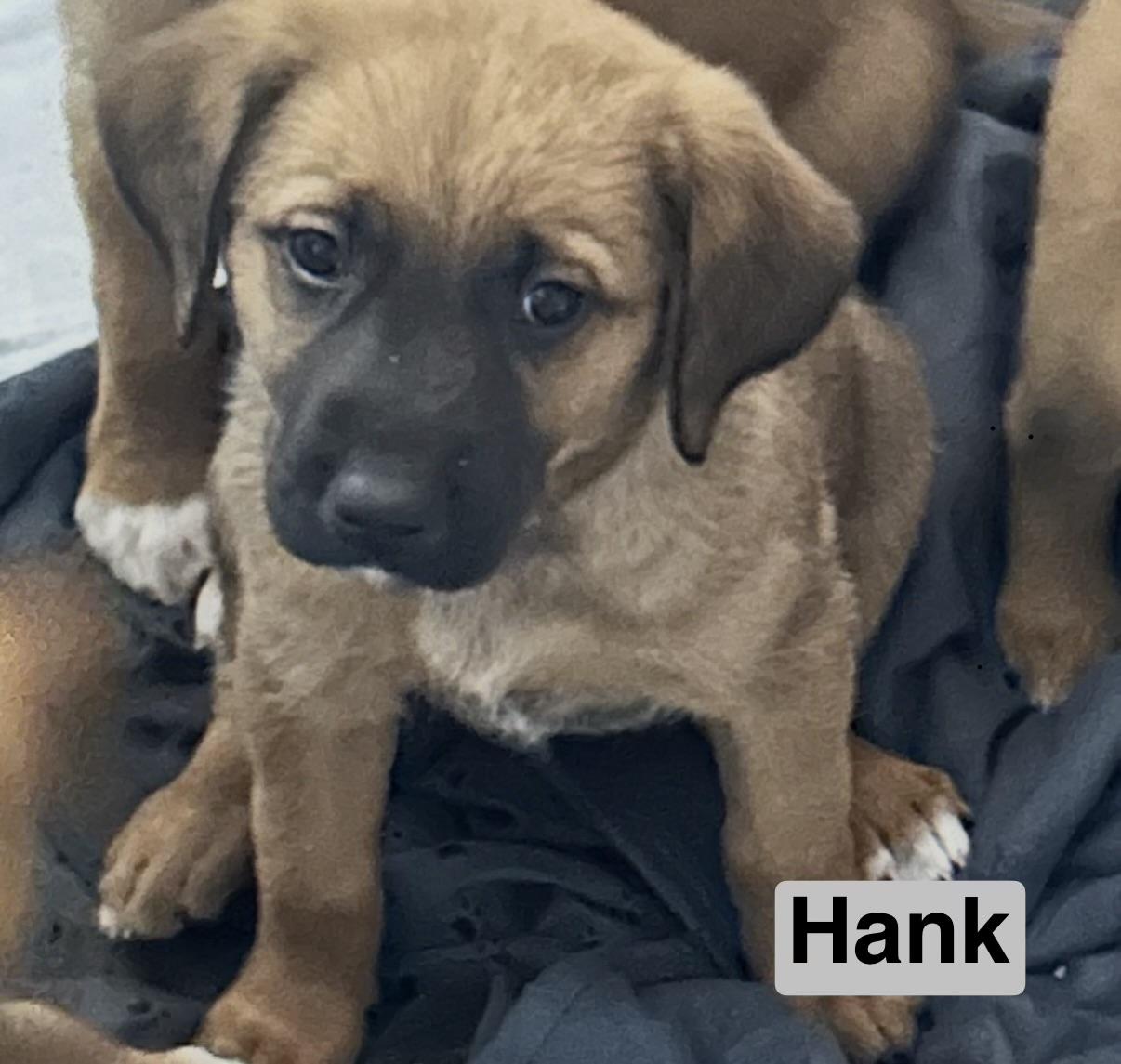 Enlarge HANK, an adopted Black Mouth Cur in East Flat Rock, NC image 1/5
