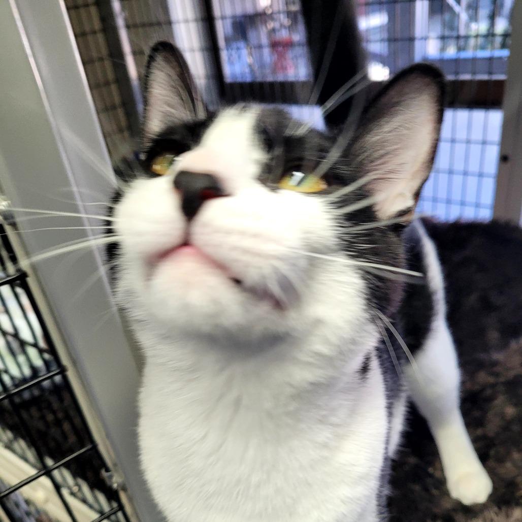 Enlarge Mayhem, a Adoptable Domestic Short Hair in Allyn, WA image 1/2