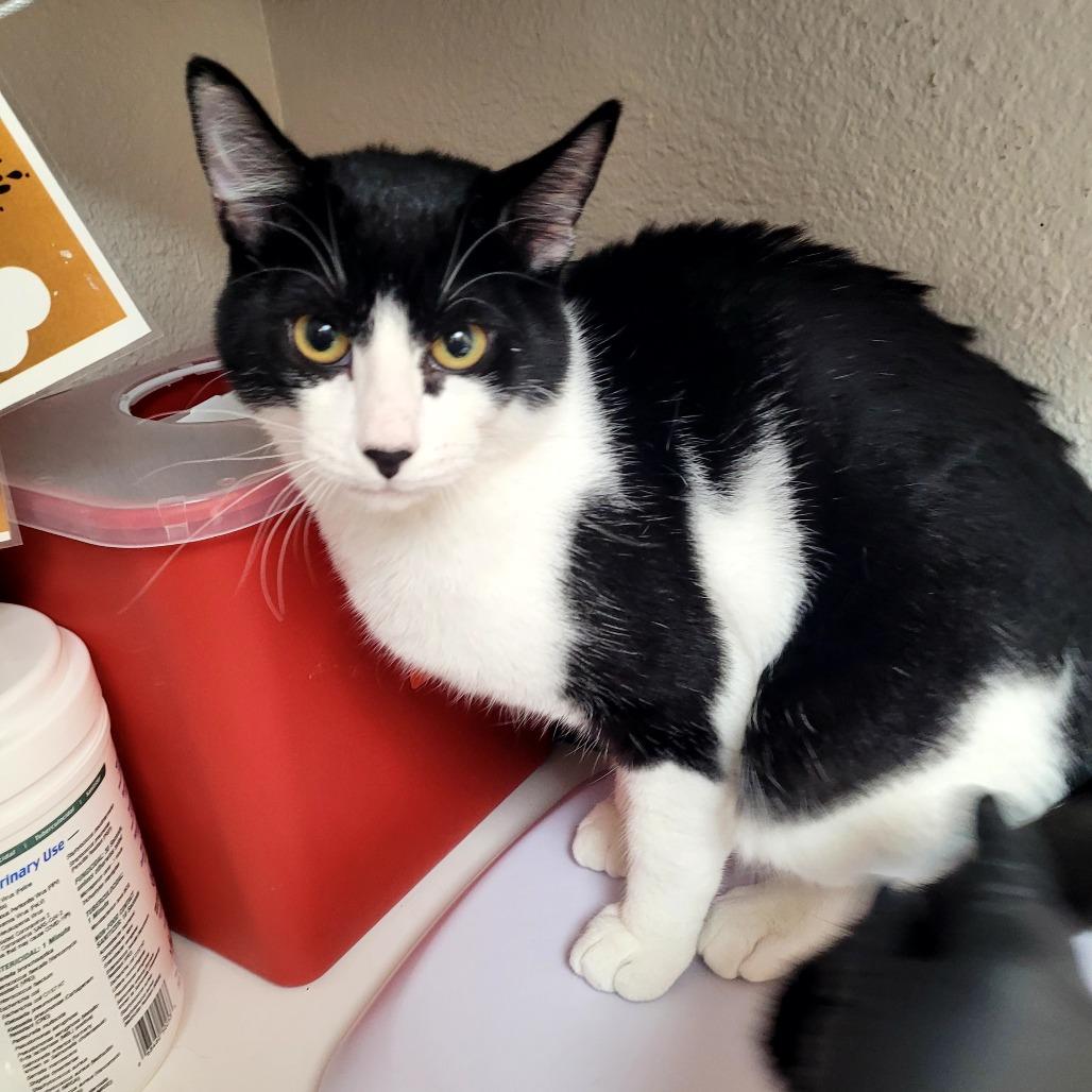 Enlarge Mayhem, a Adoptable Domestic Short Hair in Allyn, WA image 2/2