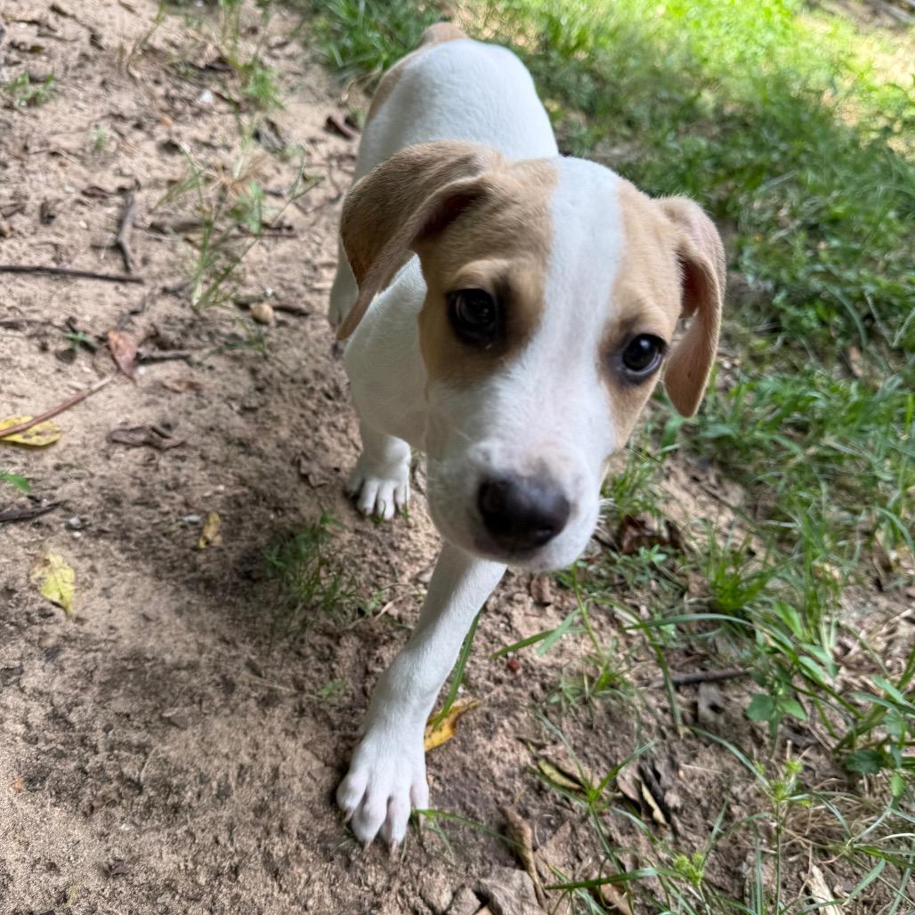 Lego Shark, Adoptable, Puppy Male Mixed Breed.