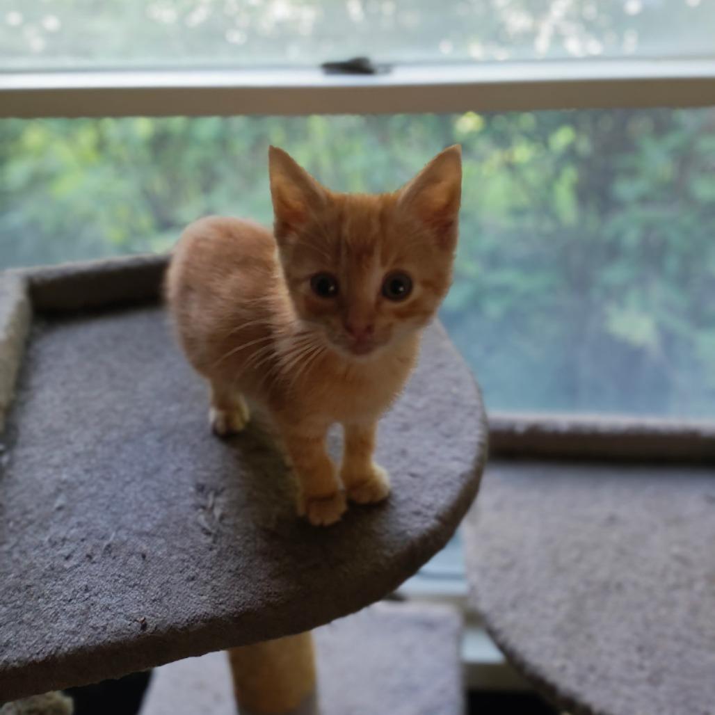 Enlarge George Weasley, a Adoptable Domestic Short Hair in Richland, MI image 2/3