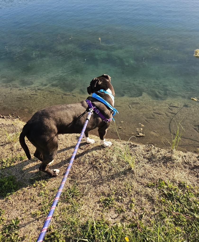 Jenny, a Adoptable Pit Bull Terrier in Portland, IN image 1/6